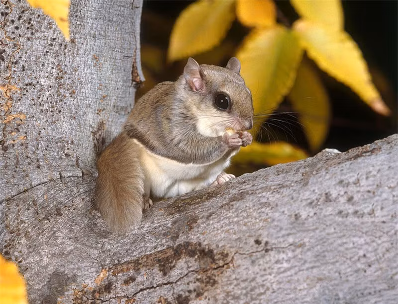 Thời gian mang thai của sóc bay lùn Nhật Bản khoảng 4 tuần.