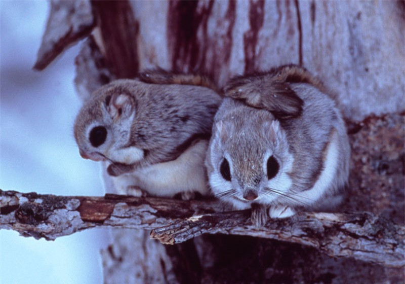 Sóc bay lùn Nhật Bản thường làm tổ trong các hốc cây hoặc điểm chéo giữa các nhánh và thân cây. Chúng thường lấy lá thông, cây vân sam lót tổ.