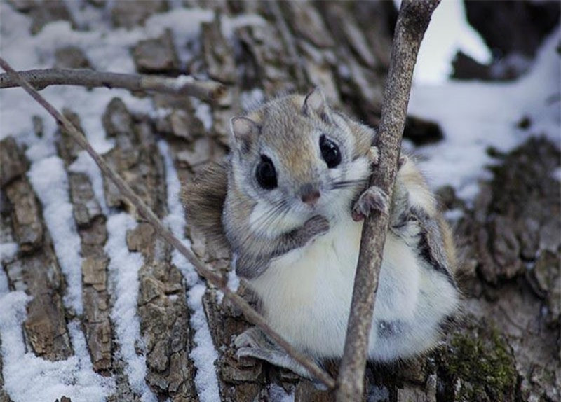 Sóc con được nuôi bằng sữa mẹ và sẽ được cai sữa sau 6 tuần tuổi. 