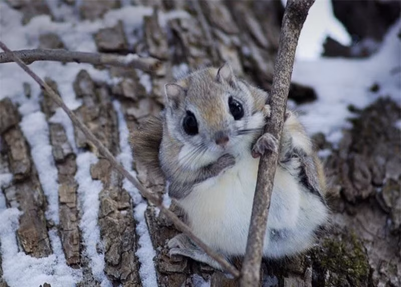 Sóc con được nuôi bằng sữa mẹ và sẽ được cai sữa sau 6 tuần tuổi. 