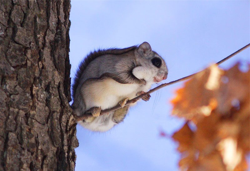 Chúng có màng nối giữa cổ chân trước và mắt cá chân sau giúp chúng dễ dàng nhảy từ cây này qua cây khác.