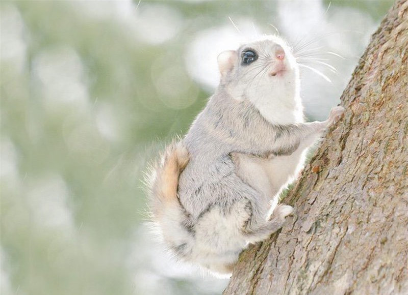 Lông của chúng có màu nâu xám nhạt, xám đậm hoặc xám trắng tùy thuộc vào môi trường sống với bụng trắng.