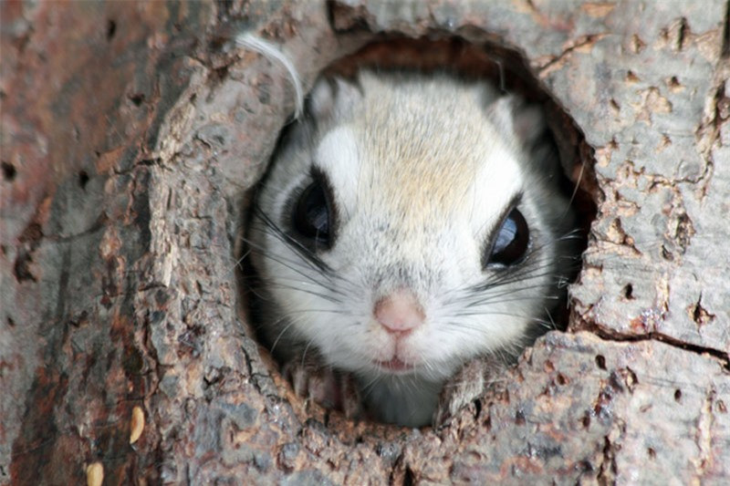 hú sóc ẩn nâp trong hốc cây thông.