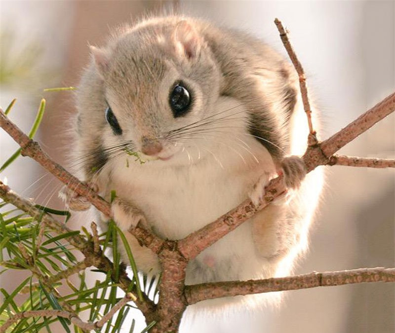 Thức ăn yêu thích của sóc bay lùn Nhật Bản là chồi, lá, vỏ cây, hoa quả và một số loại hạt. 