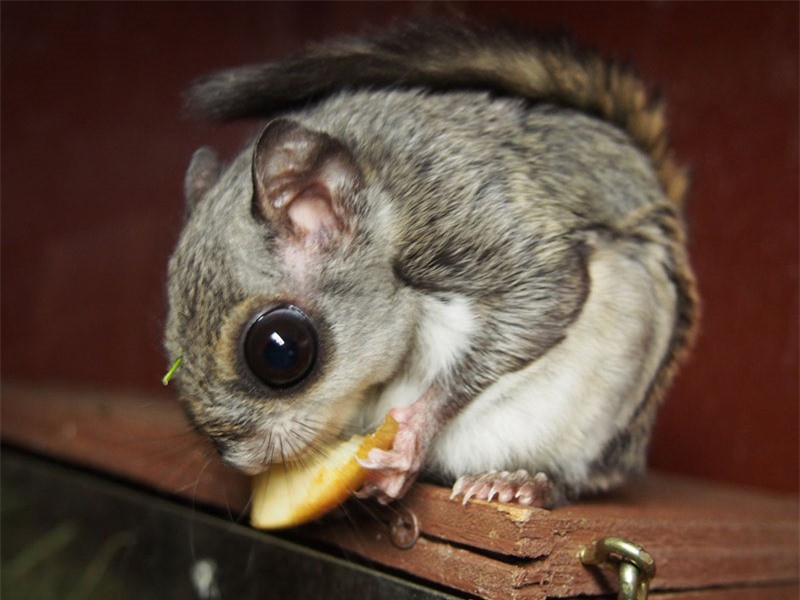 Sóc bay lùn Nhật Bản thường sinh 2 lứa/năm.