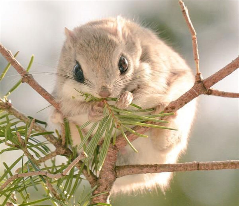 Ban ngày, sóc bay lùn Nhật Bản thường ẩn nấp trong thân cây và hoạt động kiếm ăn về đêm.