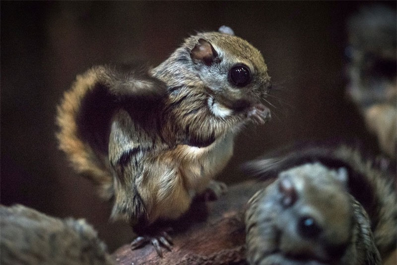 Sóc bay lùn Nhật Bản có đôi mắt to tròn rất đáng yêu. Đuôi của chúng dẹt.