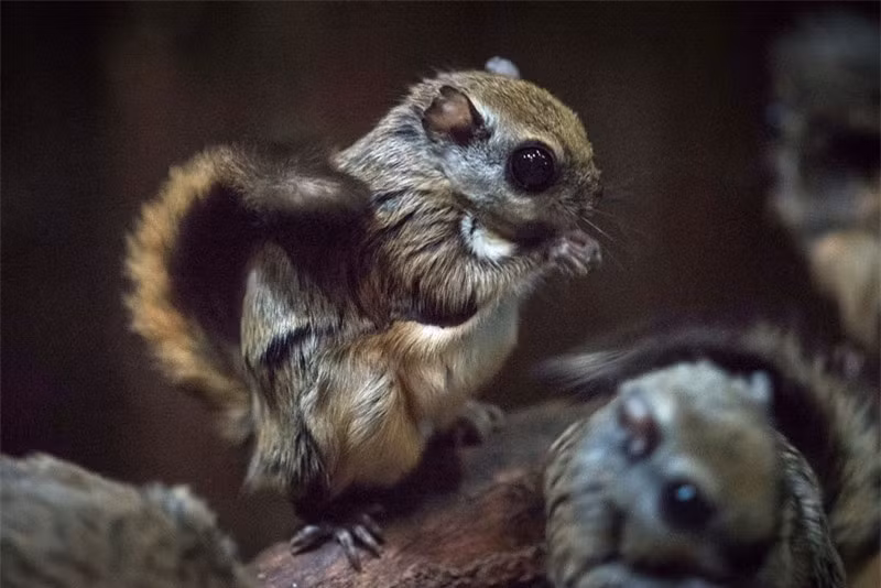 Sóc bay lùn Nhật Bản có đôi mắt to tròn rất đáng yêu. Đuôi của chúng dẹt.