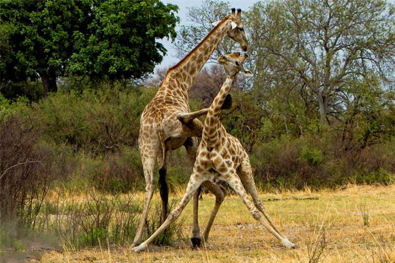 Ngộ nghĩnh cảnh hươu cao đá nhau loạn xạ - Hình 5 Ngo nghinh canh huou cao da nhau loan xa-Hinh-5