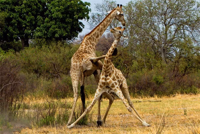 Ngo nghinh canh huou cao da nhau loan xa-Hinh-5