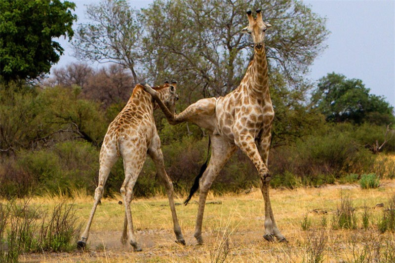 Ngộ nghĩnh cảnh hươu cao đá nhau loạn xạ - Hình 3 Ngo nghinh canh huou cao da nhau loan xa-Hinh-3