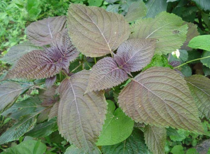 Nhiều công dụng từ loại rau thơm quen thuộc trong vườn - Hình 2 Nhieu cong dung tu loai rau thom quen thuoc trong vuon-Hinh-2