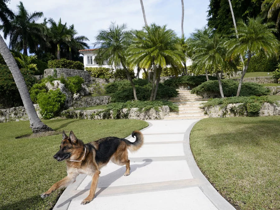 Ngớ ngẩn khó tin, biệt thự hơn 700 tỉ bị chú chó rao bán Ngo ngan kho tin, biet thu hon 700 ti bi chu cho rao ban