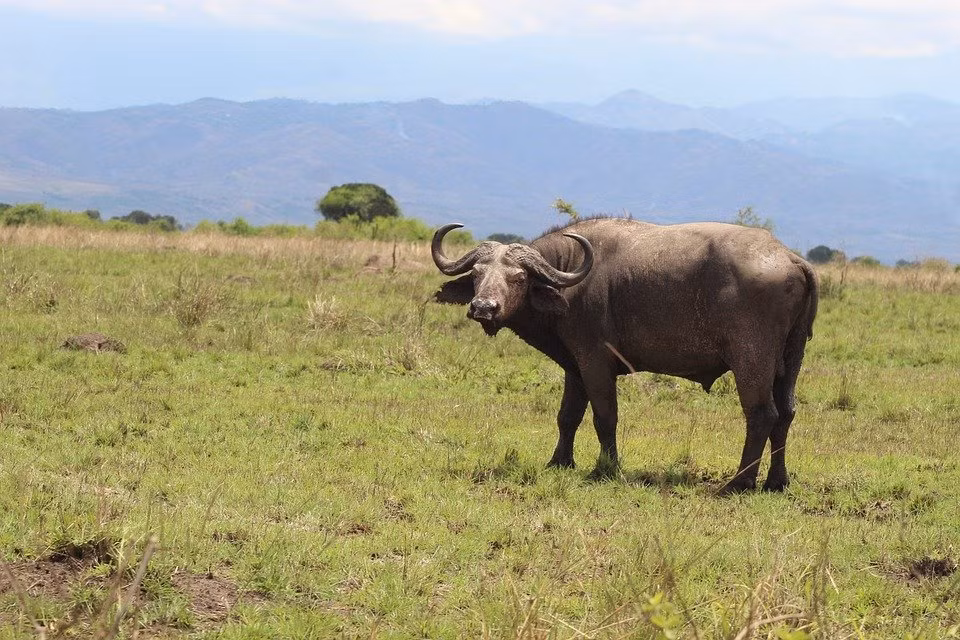Tu ngay 5/11, 3 con giap phuc loc nhu bien, tien tang vu vu-Hinh-3