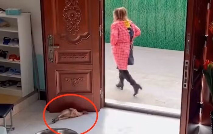 Dang vat long ga, hanh dong cua ba me khien dan tinh bat cuoi-Hinh-4