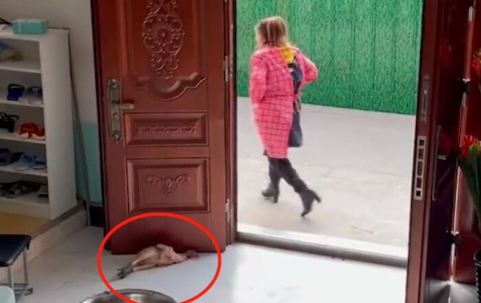 Dang vat long ga, hanh dong cua ba me khien dan tinh bat cuoi-Hinh-4