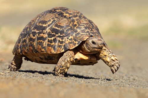 Rùa báo (Stigmochelys pardalis) là một loài rùa tuyệt đẹp này, được biết đến với dấu hiệu tuyệt vời trên mai của nó. Trông loài rùa này có vẻ nặng nhọc với vỏ lớn trên lưng nhưng nó thực sự khá nhanh nhẹn.
