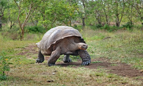 Rùa khổng lồ Galápagos (Chelonoidis nigra) là một trong những loài rùa nổi tiếng nhất trên thế giới. Nó là loài rùa sống thọ nhất, và có thể sống hơn 100 năm trong tự nhiên. Đây là loài rùa đặc hữu ở quần đảo Galapagos, đạt trọng lượng hơn 400 kg và chiều dài hơn 1,8 m.