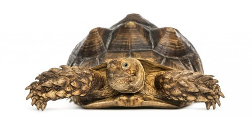 Rùa cựa Châu Phi (Geochelone sulcata) có những chiếc cựa ấn tượng ở chân trước của nó. Đây là loài rùa lớn thứ ba trên thế giới, và là loài rùa đất liền lớn nhất. Nó có thể phát triển chiều dài đến 1m, sống từ 50-150 tuổi.