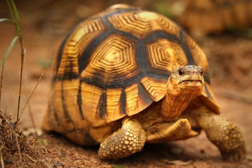 Rùa lưỡi cày (Astrochelys yniphora), còn được gọi là rùa angonoka, có nguồn gốc từ Madagascar. Có ít hơn 600 cá thể loài này còn sót trong tự nhiên.