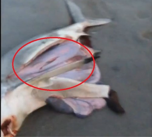 Trong vòng tròn đỏ là lớp ối bao bọc cá mập con.