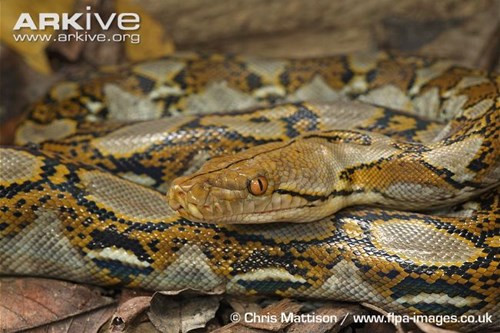 Trăn gấm có thể dài tới 6 – 7m. Đầu loài trăn gấm thường nhỏ dài, phân biệt rõ với cổ. Cá thể cái trưởng thành thường lớn hơn cá thể đực trưởng thành. Trăn gấm bơi giỏi và leo cây cũng giỏi.