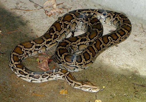 Quái trăn khổng lồ nhất trong số các loài trăn, rắn phát hiện ở Việt Nam phải kể đến đầu tiên là loài trăn đất, có tên khoa học là Python molurus. Các cá thể của loài trăn này được giới khoa học ghi nhận sự xuất hiện ở Vườn quốc gia U Minh, vùng đồng bằng Nam Bộ, Việt Nam.