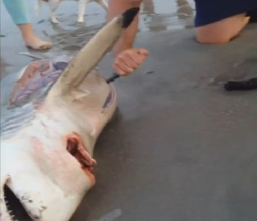 Hầu hết mọi người sẽ tìm cách tránh ra xa khi nhìn thấy động vật chết trên bãi biển, hoặc một số người chỉ dừng lại chụp ảnh.Nhưng gia đình này đã thực hiện hành động nghĩa hiệp khi phát hiện ra sinh vật đang mang thai.