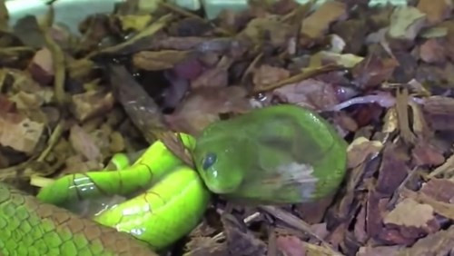 Chúng có thể tự mình phá lớp màng ối bọc xung quanh và trườn ra ngoài.