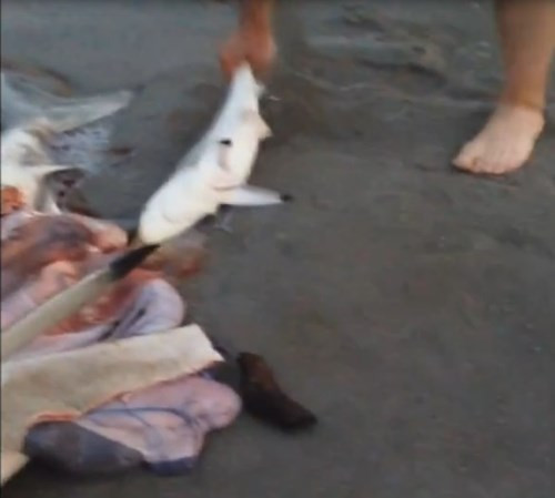 Những con cá mập con được lôi ra khỏi bọc ối, đem thả ra biển.