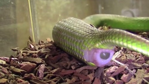 Lúc sinh con thì phần bụng chỗ hậu môn của rắn lục đuôi đỏ mẹ rách ra và toàn bộ số rắn con sẽ chui ra. Khi việc sinh nở hoàn tất cũng là lúc kết thúc cuộc đời rắn mẹ.