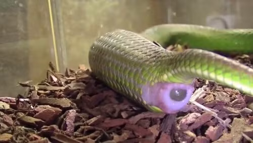 Lúc sinh con thì phần bụng chỗ hậu môn của rắn lục đuôi đỏ mẹ rách ra và toàn bộ số rắn con sẽ chui ra. Khi việc sinh nở hoàn tất cũng là lúc kết thúc cuộc đời rắn mẹ.