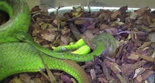 Rắn lục đuôi đỏ bò vào khu vực dân cư sinh sống với số lượng đông đúc ở một số tỉnh miền Trung của Việt Nam thời gian qua, khiến không ít người dân hoang mang.