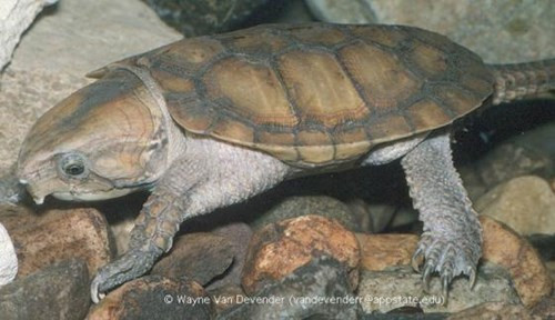 Rùa đầu to (Platysternum megacephalum) sở hữu cái đầu quá khổ, không thể rút vào vỏ của nó để bảo vệ. Nhưng nó có thể tự bảo vệ mình với bộ hàm mạnh mẽ và chiếc đuôi khá dài để leo lên cây và bụi cây.