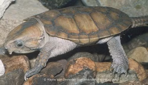 Rùa đầu to (Platysternum megacephalum) sở hữu cái đầu quá khổ, không thể rút vào vỏ của nó để bảo vệ. Nhưng nó có thể tự bảo vệ mình với bộ hàm mạnh mẽ và chiếc đuôi khá dài để leo lên cây và bụi cây.