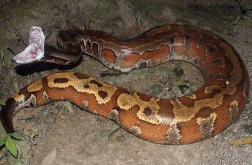 Đầu trăn cộc nhỏ, có hình tam giác, màu vàng nhạt, mỗi bên mép trên có hai hõm vảy nằm ở 2 vảy mép sát đầu mõm. Loài này có 2 gai nhỏ (hình cựa) ở 2 bên lỗ hậu môn.