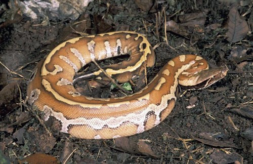 Năm 1970, nhà động vật học Campden phát hiện và ghi nhận loài trăn cộc được buôn bán ở Sài Gòn. Sau đó, năm 1977, trăn cộc được ghi nhận nuôi ở Bình Thuận, TP HCM và Cà Mau.