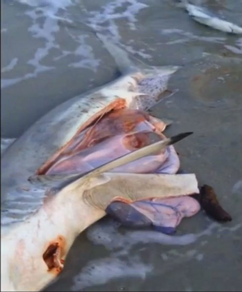 Cá mập hoàn toàn độc lập khi sinh ra, do đó ca mổ đẻ này hoàn toàn không gây tác động tiêu cực đến những con cá mập con.