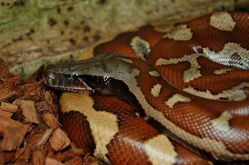 Trăn cộc có thân hình ngắn, chỉ có thể tới tối đa 2m, mập, đặc biệt màu sắc cơ thể của từng cá thể rất phong phú, có màu đen, đỏ thẫm, vàng ngọc và trắng, cùng nhiều hoa văn rất lạ, đẹp.