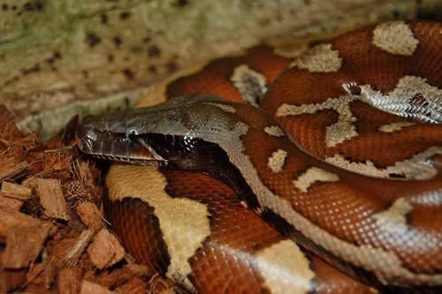 Trăn cộc có thân hình ngắn, chỉ có thể tới tối đa 2m, mập, đặc biệt màu sắc cơ thể của từng cá thể rất phong phú, có màu đen, đỏ thẫm, vàng ngọc và trắng, cùng nhiều hoa văn rất lạ, đẹp.