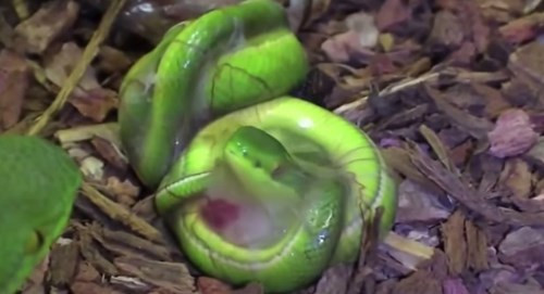 Bào thai rắn lục đuôi đỏ đang dùng sức phá vỡ lớp màng che và chui ra ngoài.