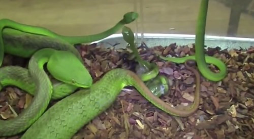 Ngay khi vừa sinh ra, những con rắn lục đuôi đỏ con đã rất khỏe mạnh.