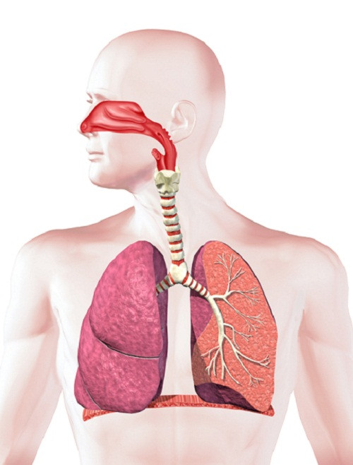 Phổi và khí quản đã từng là biểu tượng quan trọng trong cuộc sống của những người Ai Cập cổ đại.