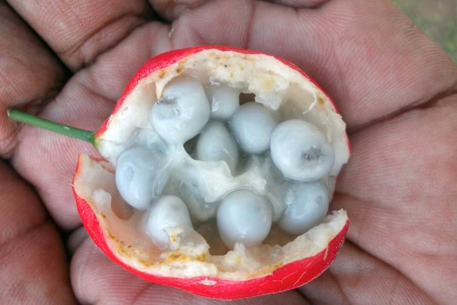 Tuy nhiên, ruột quả có một lớp nhầy bao bọc chứa chất glycosid có thể gây ức chế thần kinh dẫn đến tử vong nếu ăn phải.