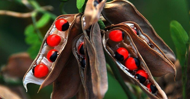 Cam thảo dây (Abrus precatorius) là loài cây thuộc họ đậu, có dây lá như lá me, quả giống quả đậu nhưng bên trong mang những hạt có màu đỏ, đen rất đẹp, vì thế thu hút trẻ em.