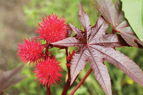 cây Thầu dầu (Ricinus communis) được trồng nhiều để làm cảnh cũng như lấy dầu từ hạt. Tuy vậy, hạt của chúng chứa ricin – một độc tố mạnh.