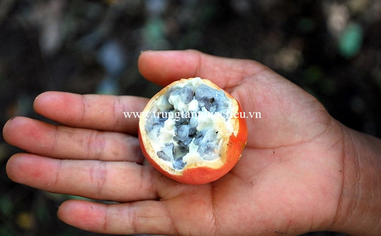 Hạt của quả mã tiền chứa nhiều chất alcaloid, nếu ăn nhầm sẽ bị co quắp toàn thân và tê liệt cơ hô hấp, gây ngạt thở dẫn đến tử vong. Mã tiền được sử dụng như một loại thuốc diệt chuột.