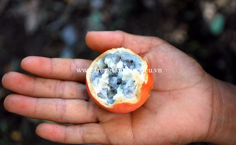 Hạt của quả mã tiền chứa nhiều chất alcaloid, nếu ăn nhầm sẽ bị co quắp toàn thân và tê liệt cơ hô hấp, gây ngạt thở dẫn đến tử vong. Mã tiền được sử dụng như một loại thuốc diệt chuột.