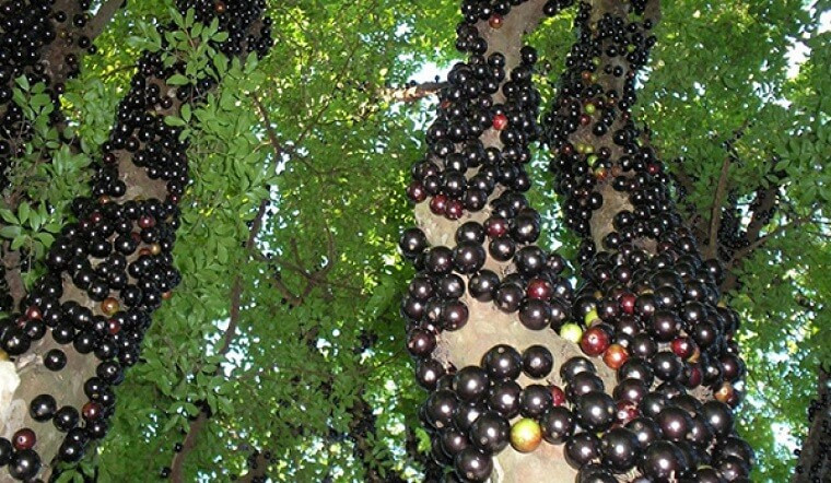 Plinia Cauliflora (nho thân gỗ) là một loại quả thuộc họ đào kim nương, có nguồn gốc từ Đông Nam Brazil. Trái khi chín màu tím, thịt trắng, vị ngọt thơm.