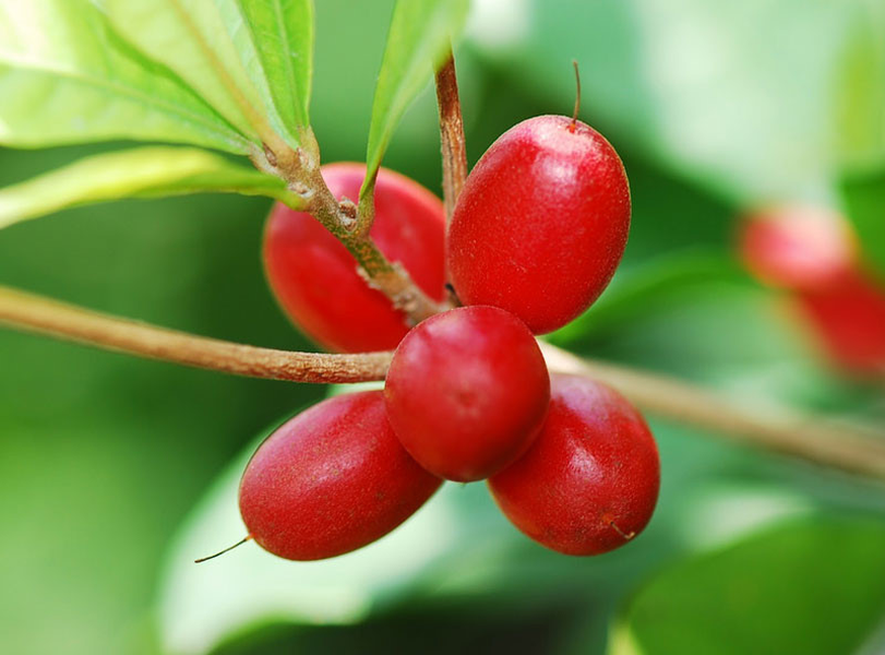 Trái thần kỳ thuộc họ Sapotaceae, có nguồn gốc từ rừng nhiệt đới của Tây Phi có màu đỏ khi chín, lúc ăn vị chua và đắng, sau đó biến thành vị ngọt.